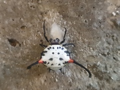 Gasteracantha sanguinea
