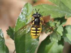 Chrysotoxum cautum