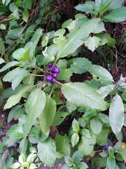 Lobelia physaloides