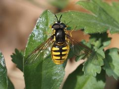 Chrysotoxum cautum