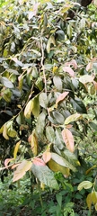 Ficus pumila awkeotsang