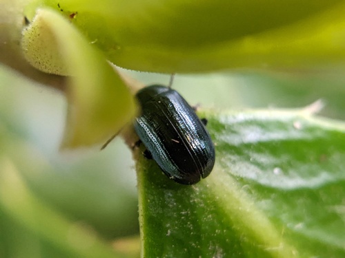 Phratora laticollis