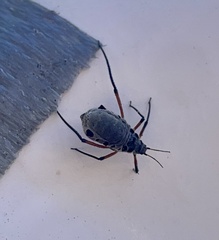 Longistigma liquidambarus