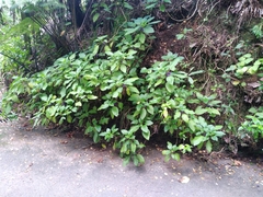 Lobelia physaloides
