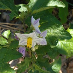 Solanum carolinense