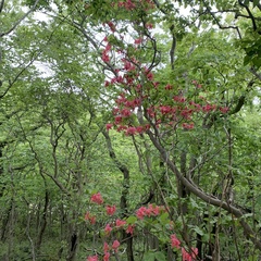 Rhododendron weyrichii