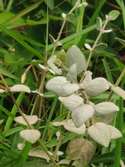 Congea tomentosa