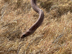 Masticophis anthonyi