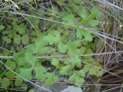 Chamarea gracillima