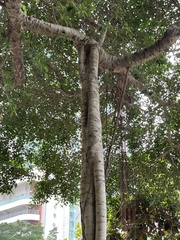 Ficus altissima