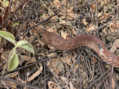 Masticophis anthonyi
