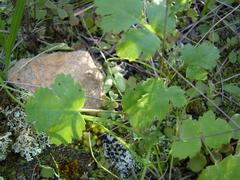 Chamarea gracillima