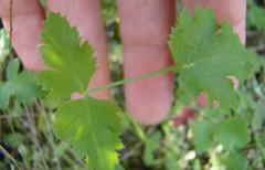 Chamarea gracillima