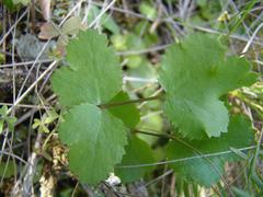 Chamarea gracillima