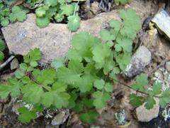 Chamarea gracillima