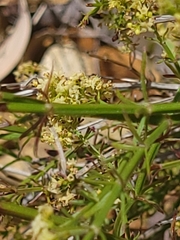 Galium catalinense catalinense