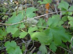 Chamarea gracillima