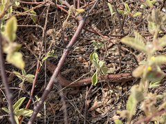 Masticophis anthonyi