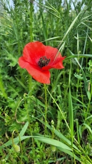 Papaver rhoeas