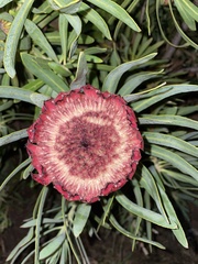 Protea burchellii × magnifica