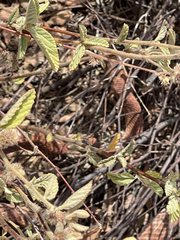 Masticophis anthonyi