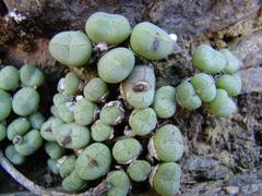 Conophytum ficiforme