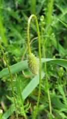 Papaver rhoeas