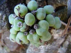 Conophytum ficiforme