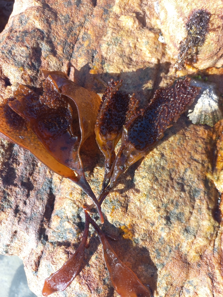 Sarcothalia radula