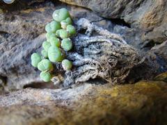 Conophytum ficiforme