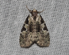 Leuconycta lepidula