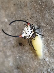 Gasteracantha sanguinea