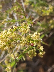 Galium catalinense catalinense
