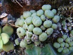Conophytum ficiforme