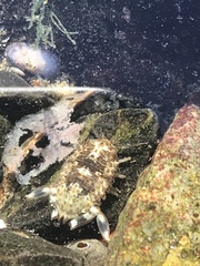 Isocladus armatus