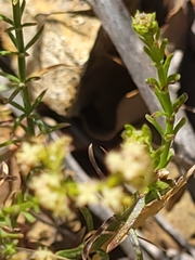 Galium catalinense catalinense