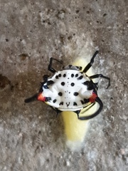 Gasteracantha sanguinea