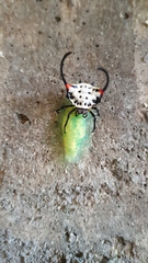 Gasteracantha sanguinea