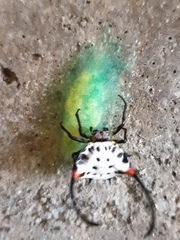Gasteracantha sanguinea