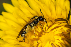 Tenthredo talyshensis