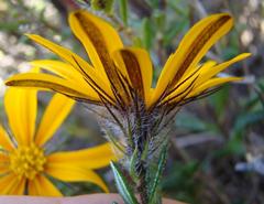 Gorteria integrifolia