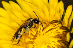 Tenthredo talyshensis