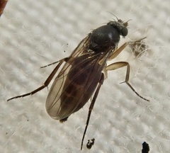 Metopininae