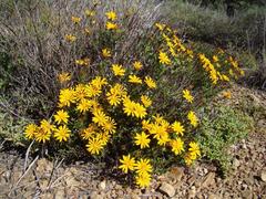 Gorteria integrifolia
