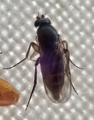 Metopininae