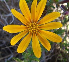 Gorteria integrifolia