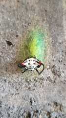 Gasteracantha sanguinea