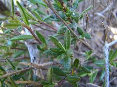 Gorteria integrifolia