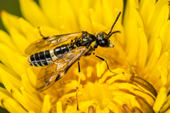 Tenthredo talyshensis