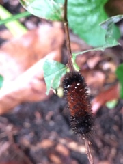 Pyrrharctia isabella